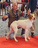  - Exposition canine Amiens 2023, spéciale de race 