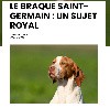  - Braque saint germain, un sujet royal