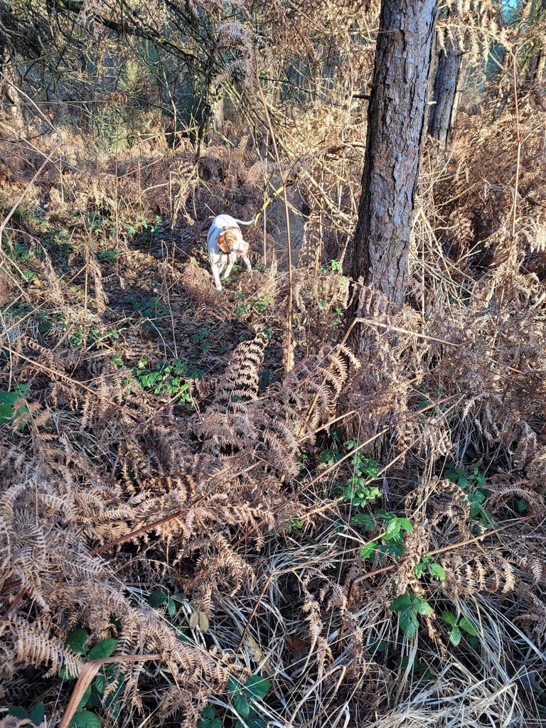 Du Domaine D’Avaugour - Bois Meur