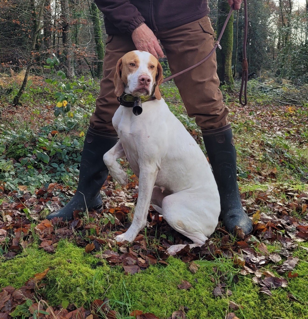 Du Domaine D’Avaugour - Field Trial Gibier Sauvage, CACIT 