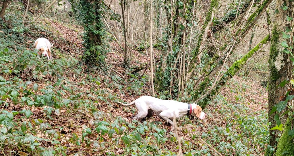 Du Domaine D’Avaugour - A la recherche de la belle des bois